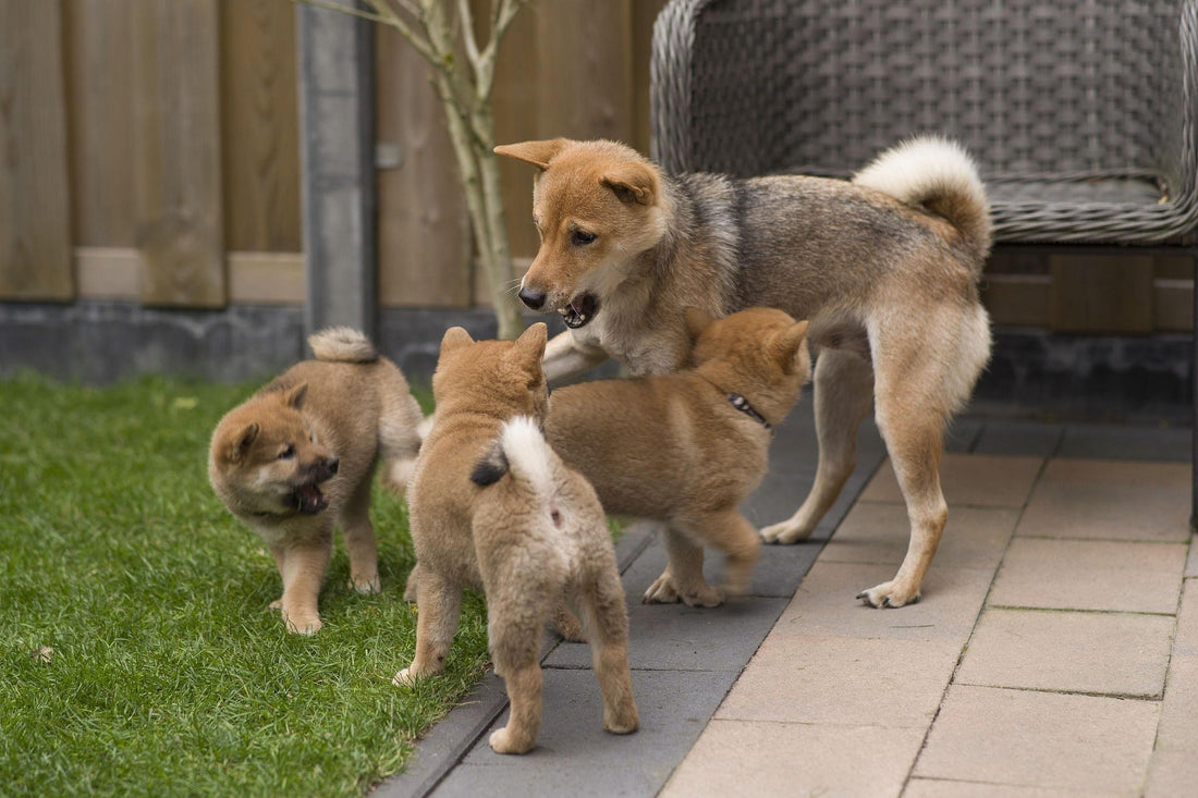 Male vs. Female Puppies: Which Is Better for First-Time Owners?