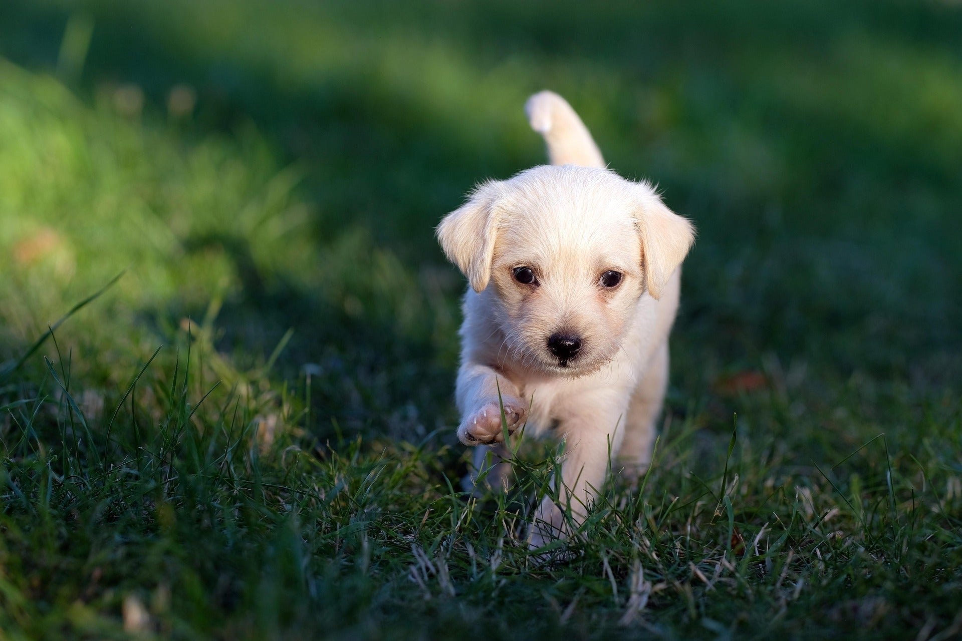 The Ultimate First-Time Puppy Owner Checklist: Everything You Need Before Bringing Your Puppy Home
