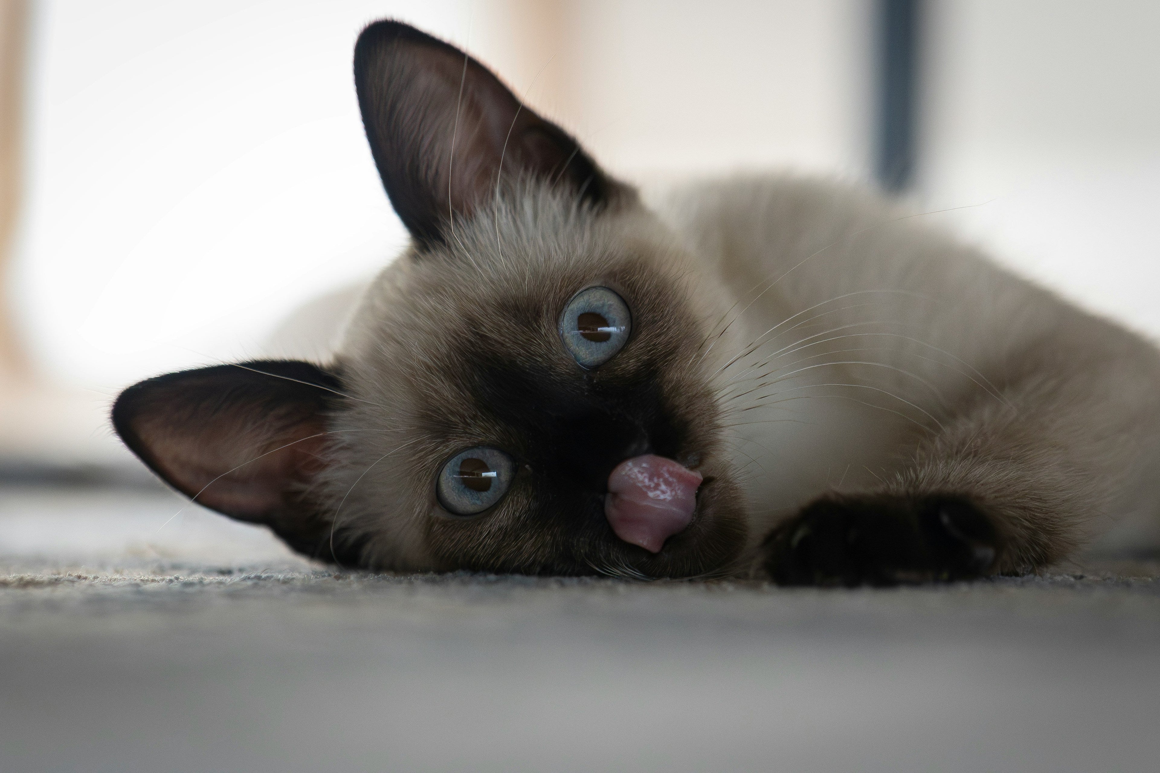 Human Foods That Are Toxic to Cats: What Every Cat Owner Should Know