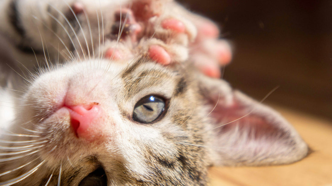 Can You Train a Cat? Yes! Here's How to Do It Successfully