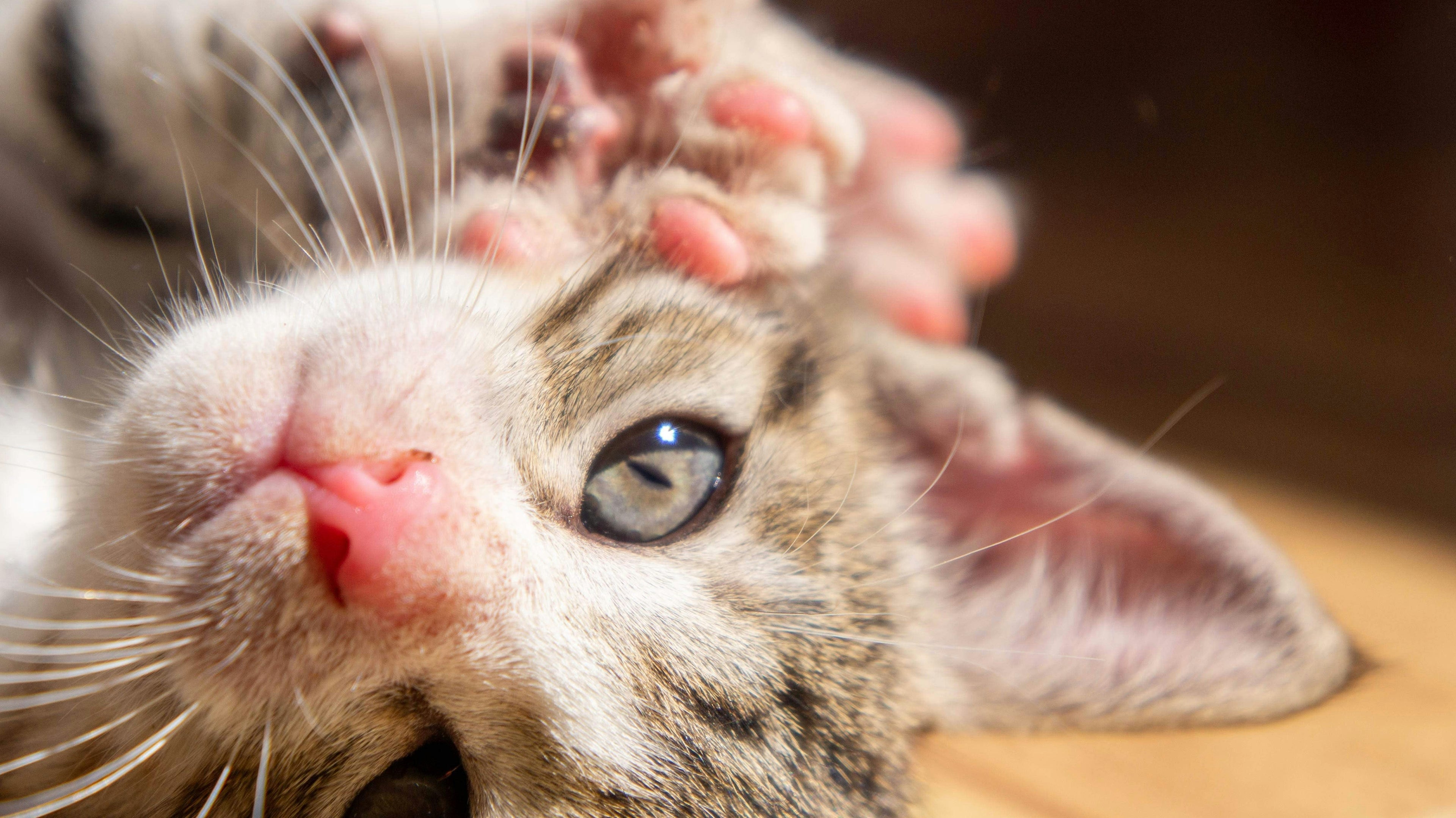 Can You Train a Cat? Yes! Here's How to Do It Successfully