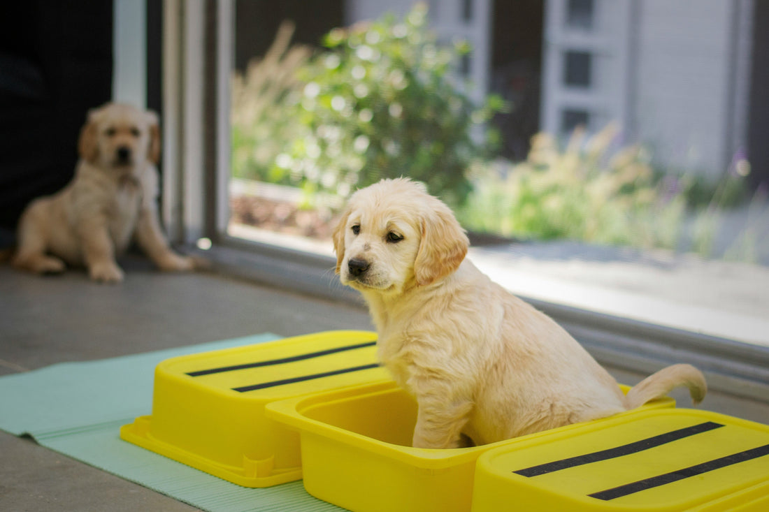 How to Potty Train Your Puppy Faster: Simple Tips That Actually Work