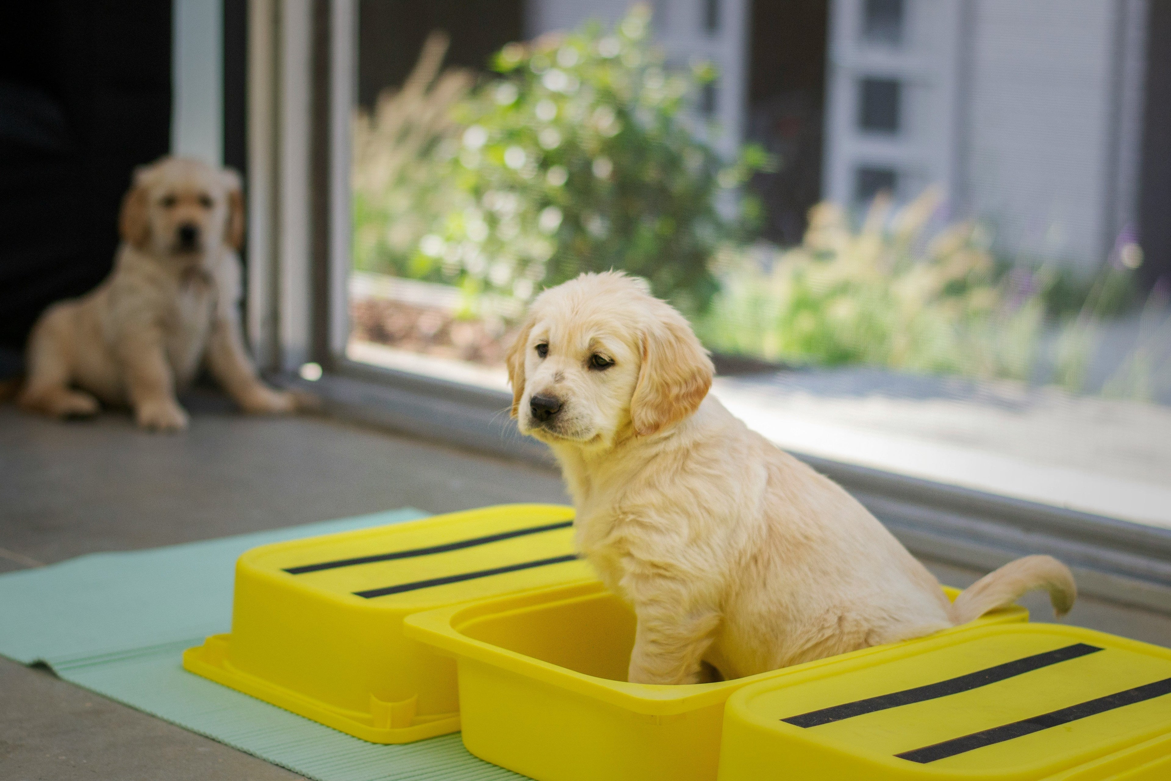How to Potty Train Your Puppy Faster: Simple Tips That Actually Work