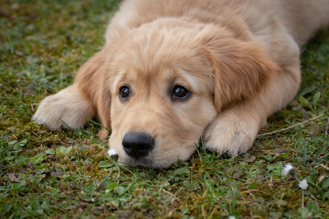 Adopting vs. Buying a Puppy: Which Choice Is Right for You?