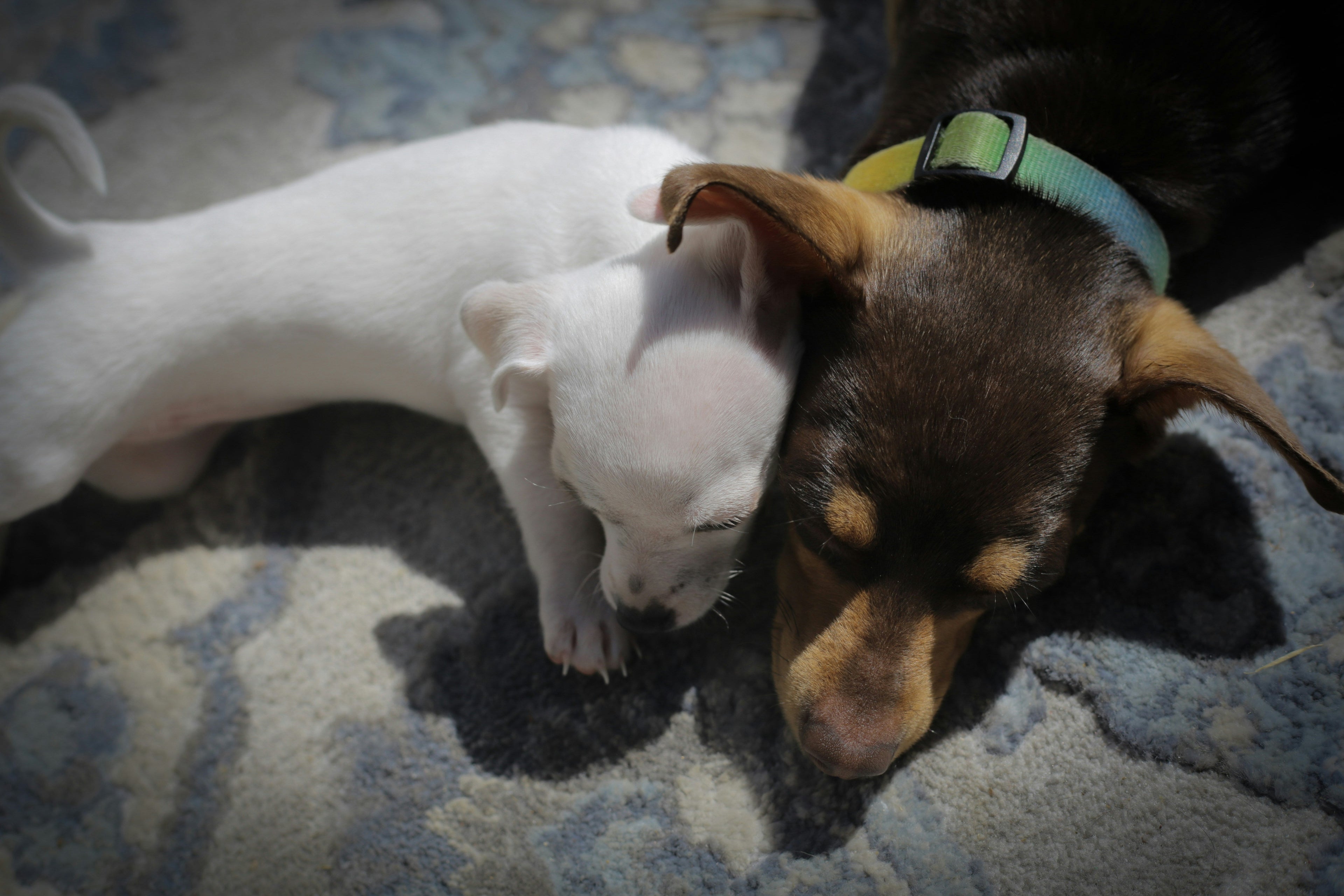 Small Breed vs. Large Breed Puppies: Which One Is Right for You?