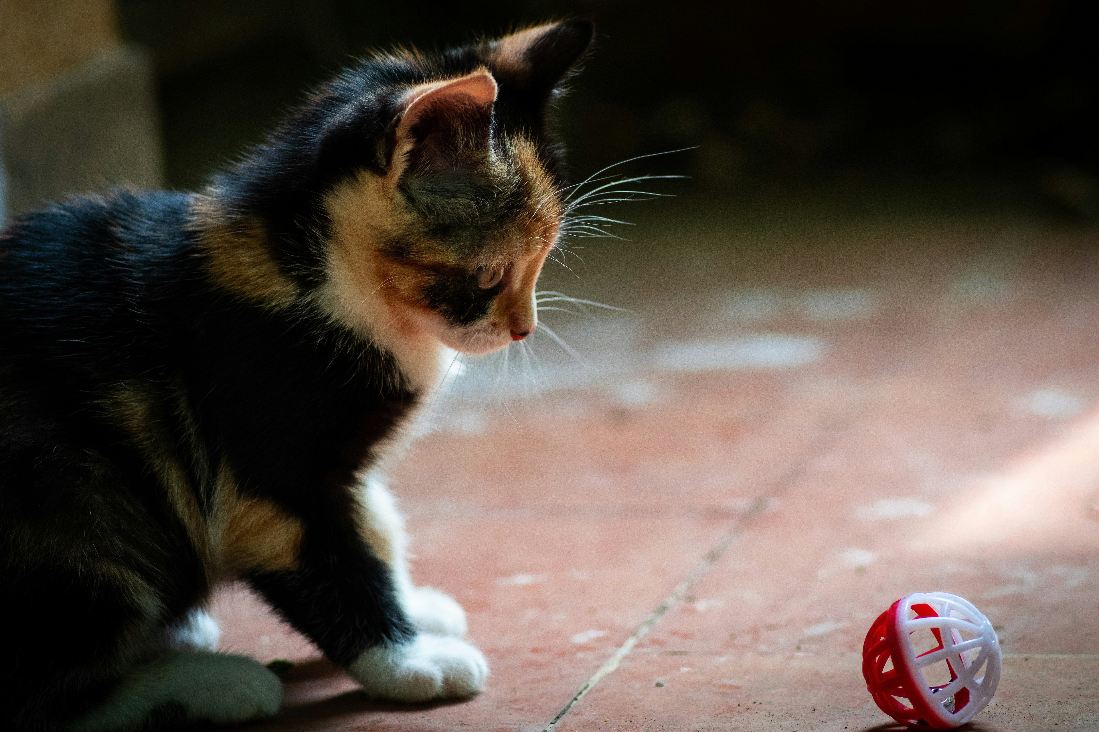 How Long Can You Leave a Kitten Alone? | Complete Age Guide for New Owners