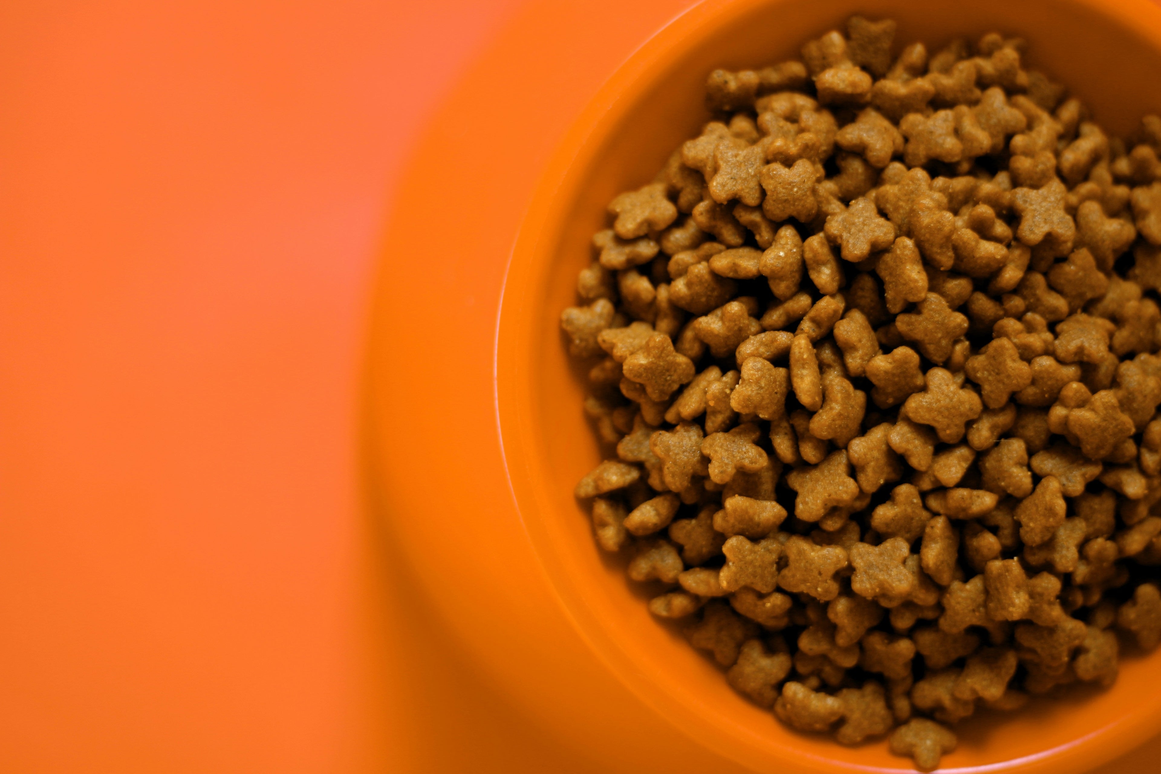 Wet Food vs. Dry Food for Kittens | Which Is Better?