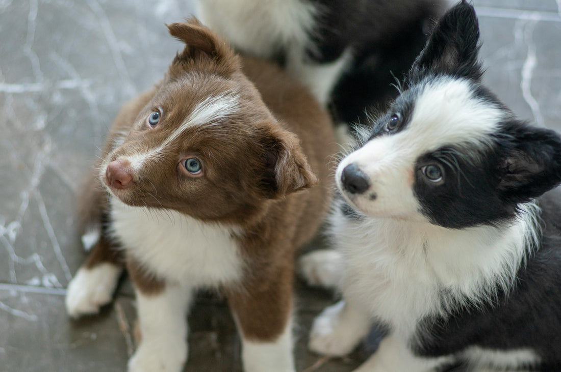 What to Buy Before Bringing Your Puppy Home: The Ultimate New Puppy Checklist