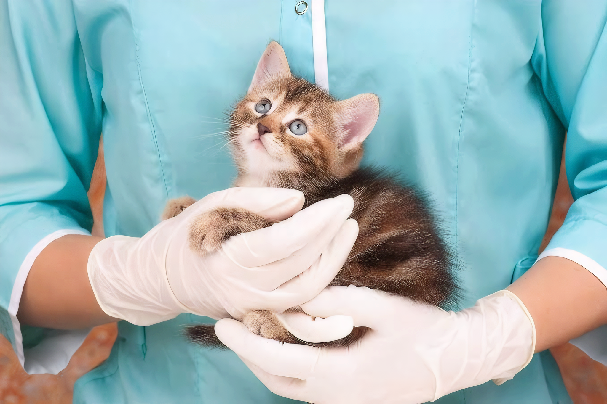 Why Is My Kitten Not Gaining Weight? Causes and Solutions