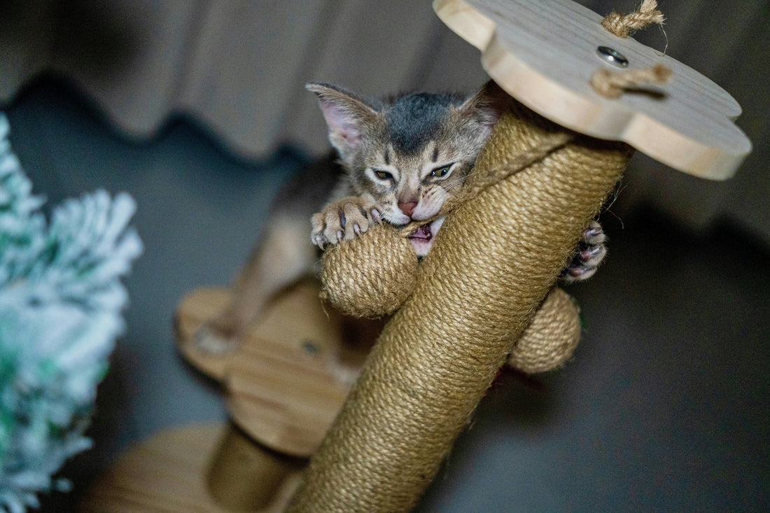 How to Teach Your Kitten to Use a Scratching Post