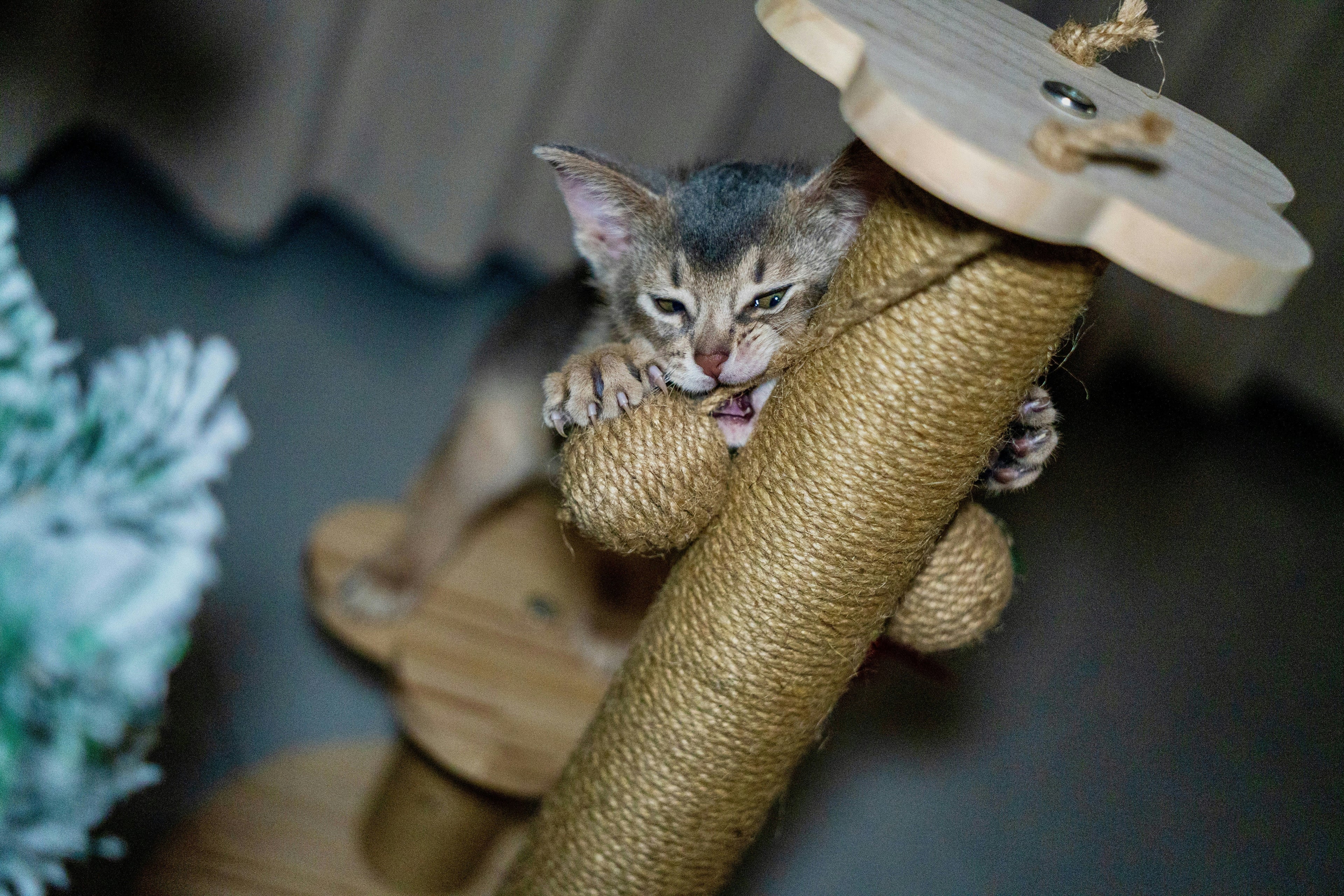 How to Teach Your Kitten to Use a Scratching Post