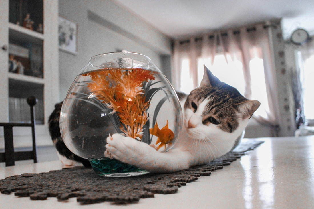 Can Fish and Cats Live Together? Essential Safety Tips