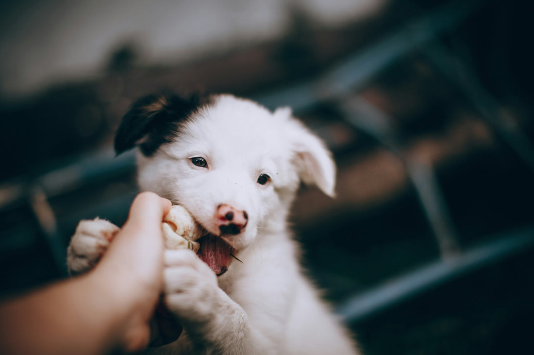 When Do Puppies Lose Their Baby Teeth? | Puppy Teething Timeline & Tips