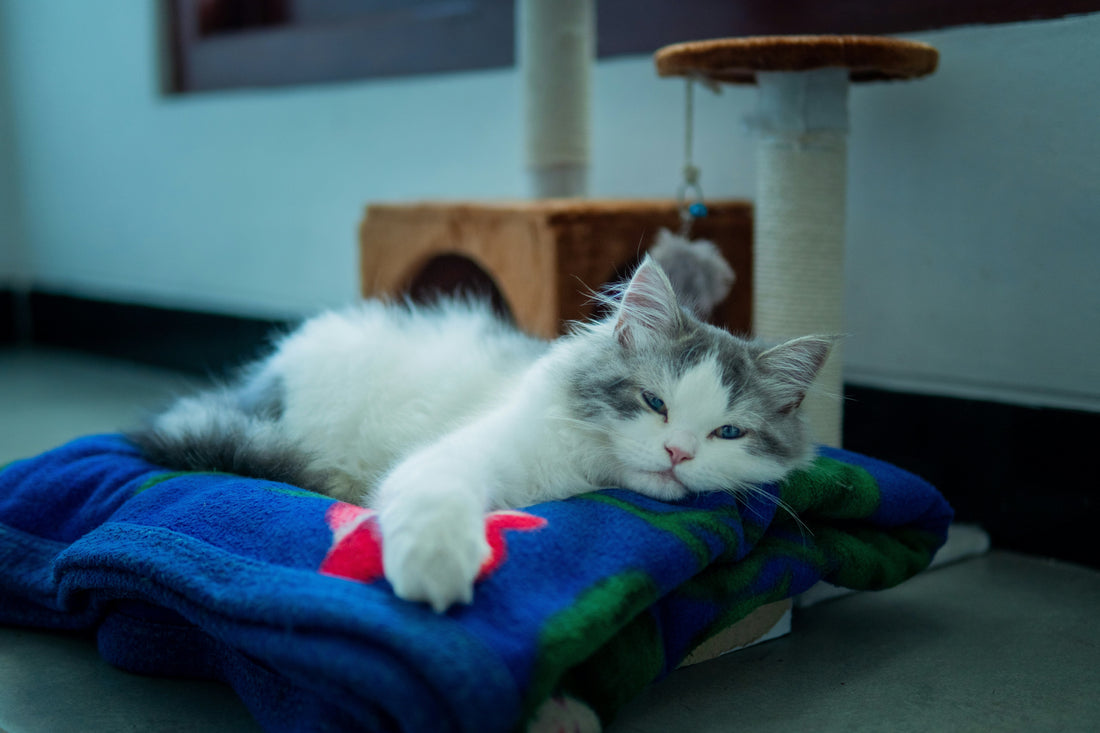 The Biggest Mistakes First-Time Cat Owners Make (And How to Avoid Them)