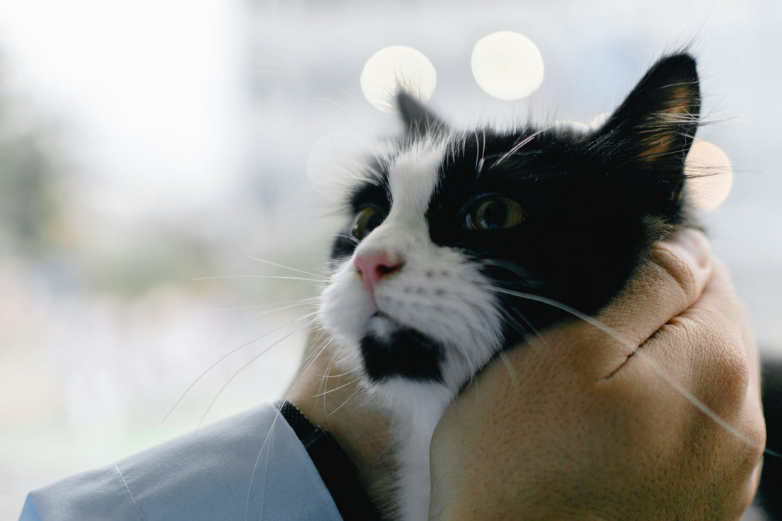 When Should You Spay or Neuter Your Kitten? A Complete Guide for New Cat Owners