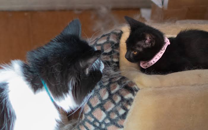 Introducing Your Kitten to an Older Cat: A Stress-Free Guide