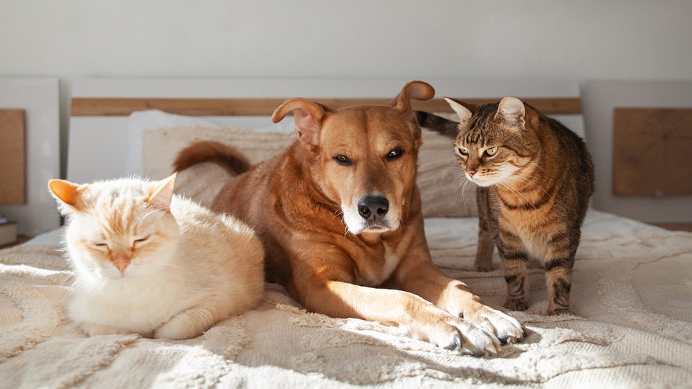 Helping Multiple Pets Get Along: Tips for a Peaceful Home