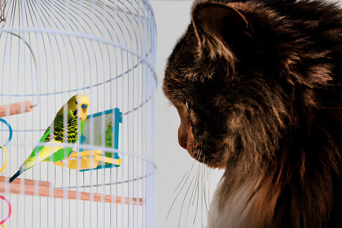 Can Birds and Cats Live Together? Essential Safety Tips