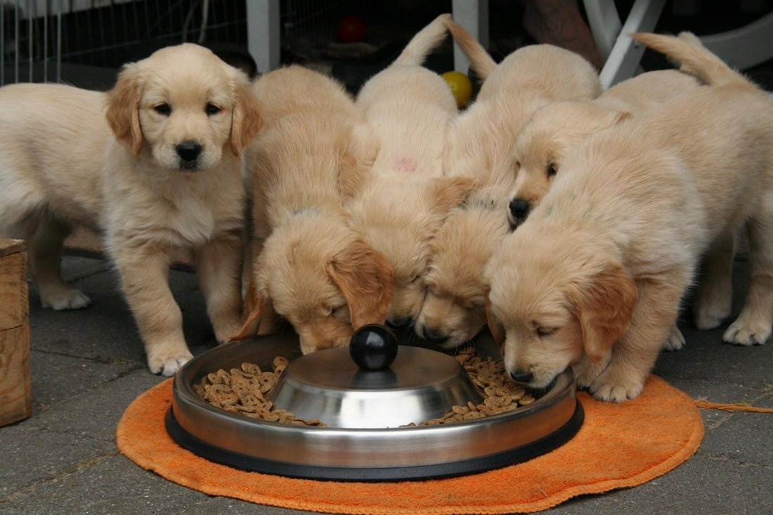 How Often Should You Feed a Puppy? A Complete Feeding Guide for New Dog Owners