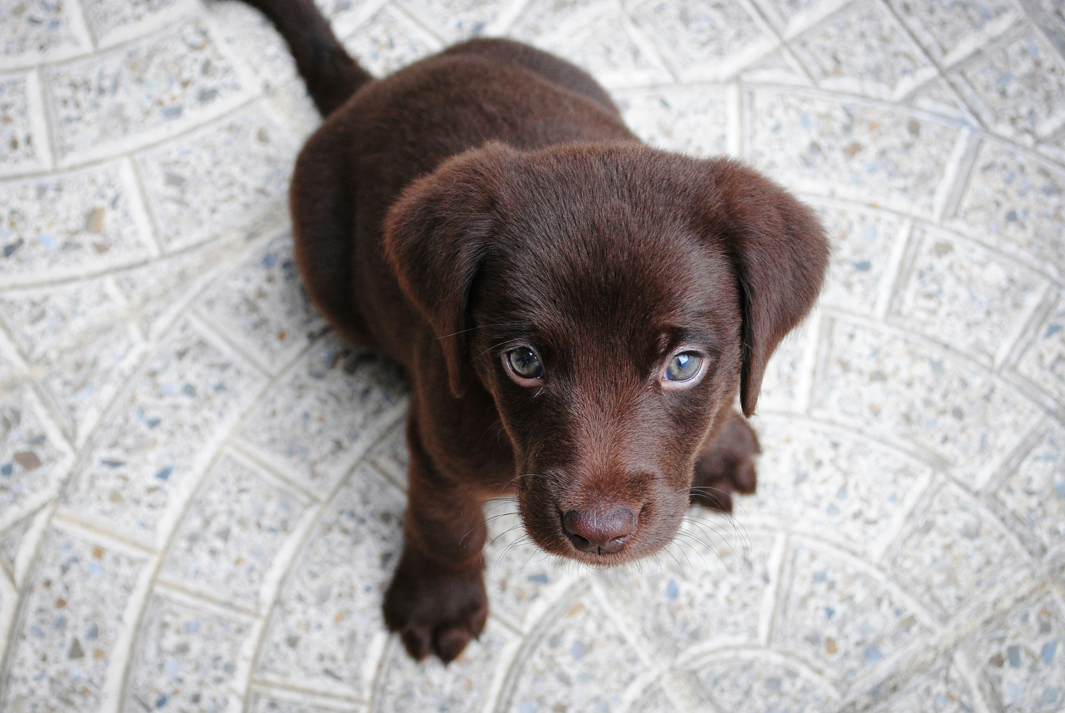 How to Handle Puppy Separation Anxiety: Simple Tips That Really Work