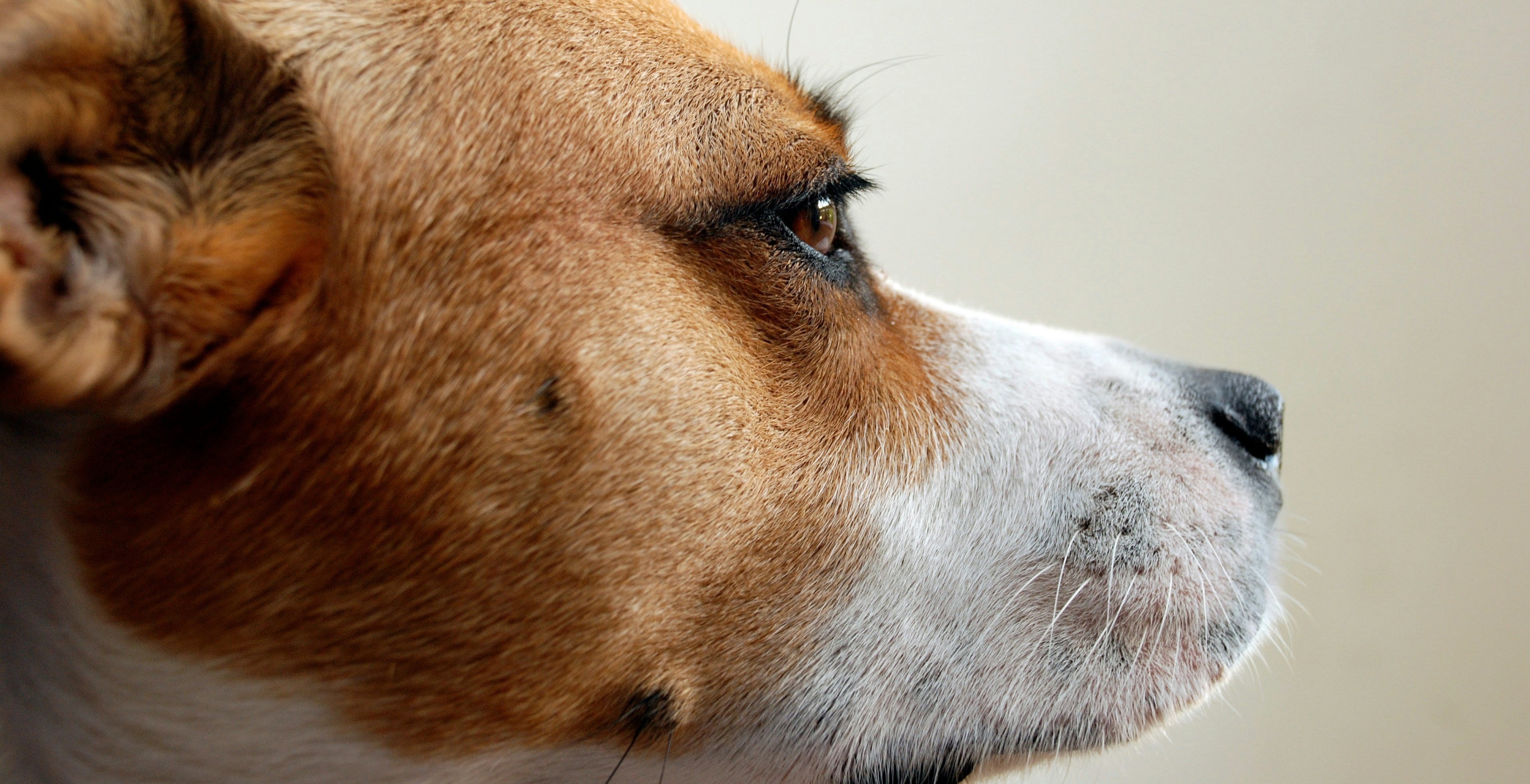 Mixed Breed vs. Purebred Puppies: Pros, Cons & Which Is Best?