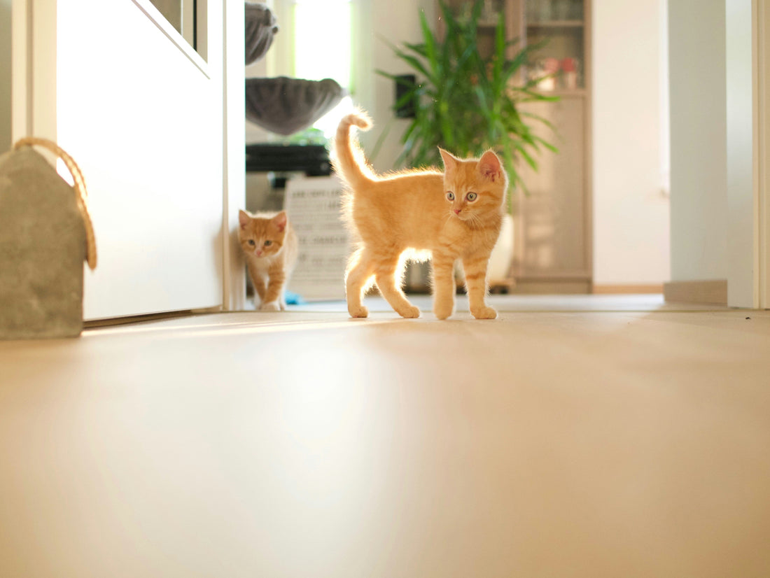 Introducing Your Kitten to Your Home Without Stress