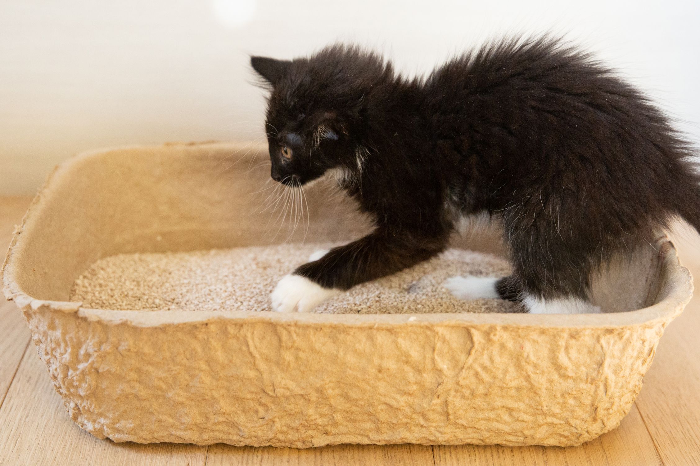 How to Litter Train a Kitten in One Week: Easy 7-Day Guide