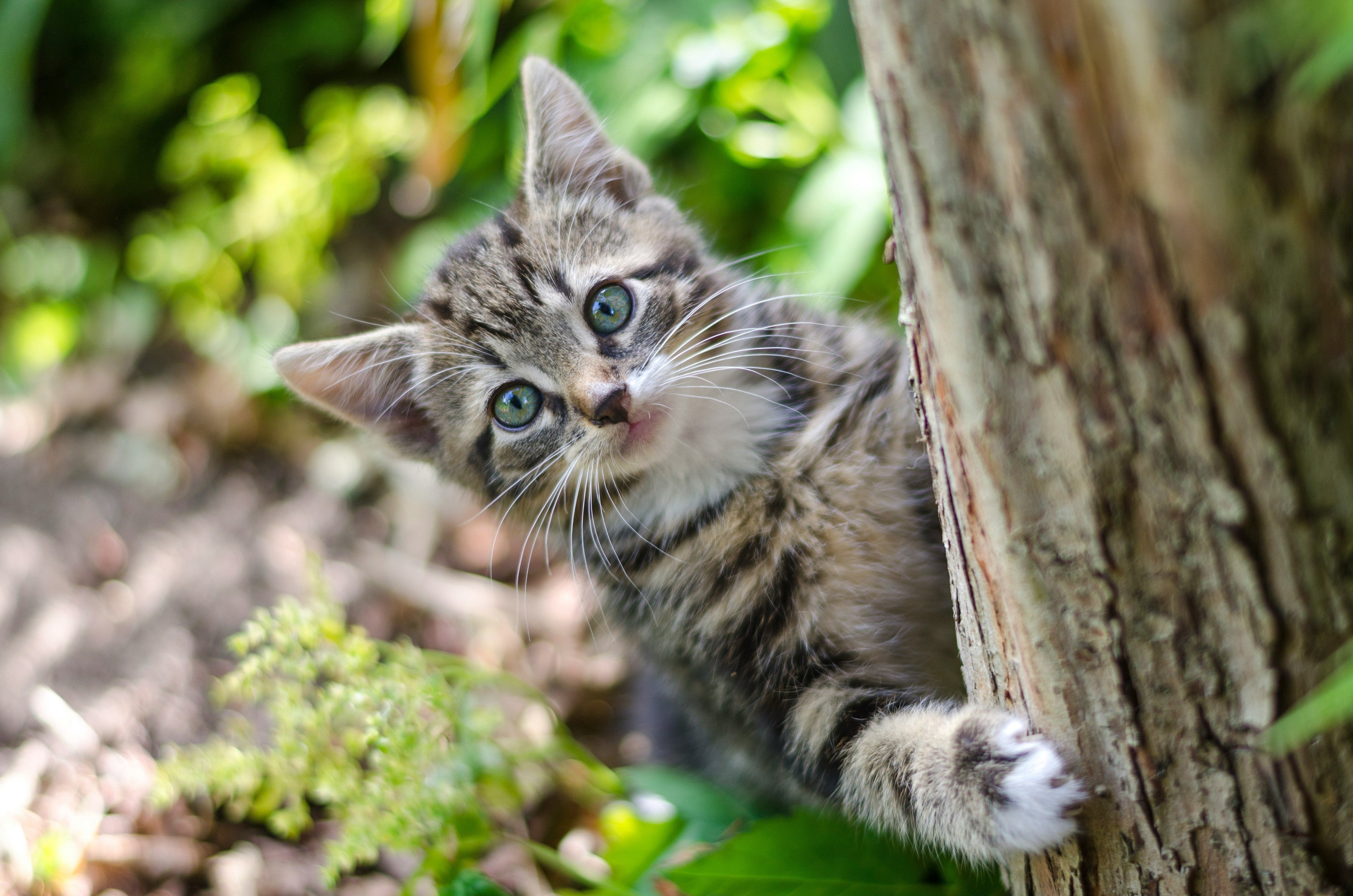 Indoor vs. Outdoor Cats: What Every New Owner Should Know