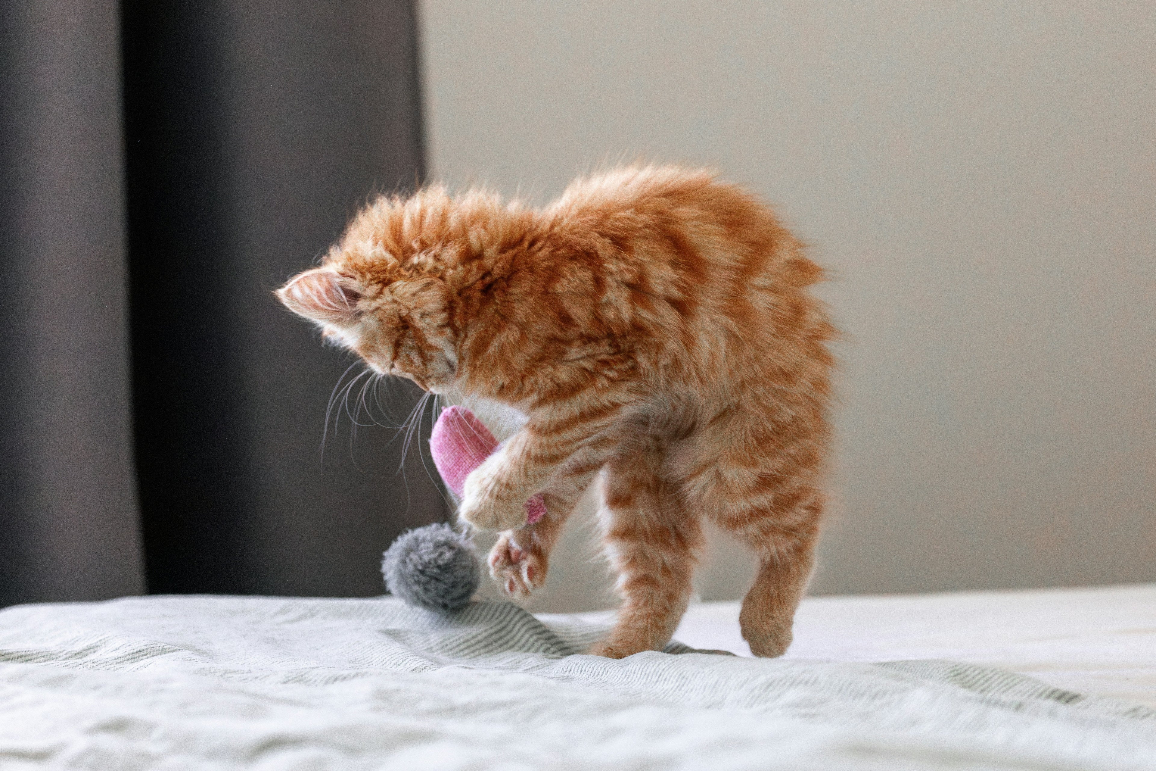 When Do Kittens Calm Down? Kitten Energy Stages Explained