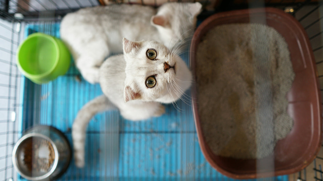 How Often Should You Clean a Litter Box? The Complete Guide for Happy Cats