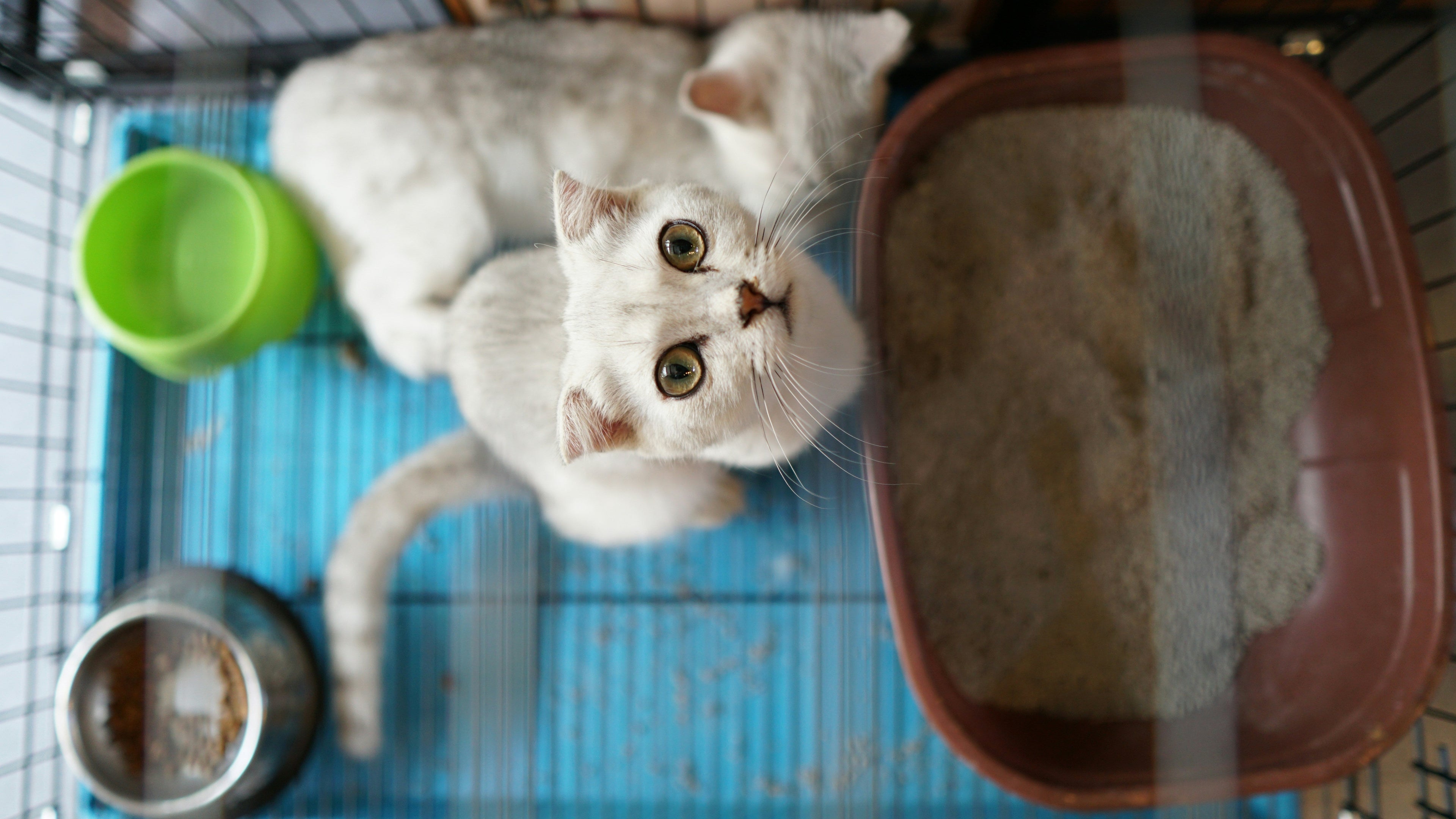 How Often Should You Clean a Litter Box? The Complete Guide for Happy Cats