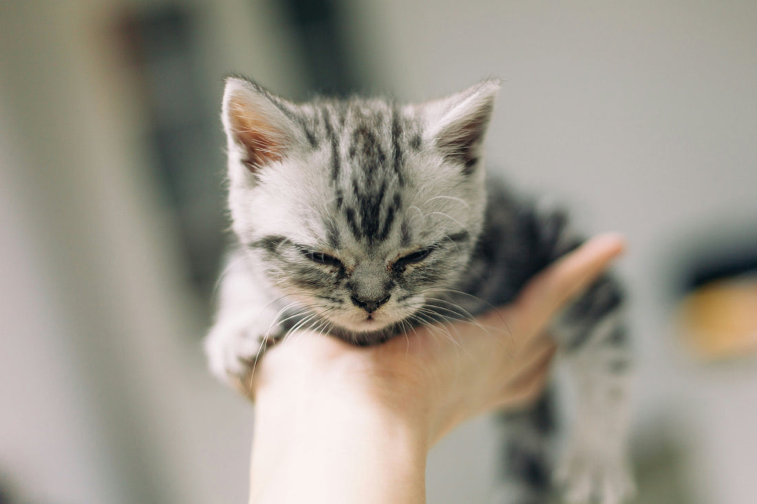 Kitten’s First Vet Visit: Checklist, What to Expect and Cost