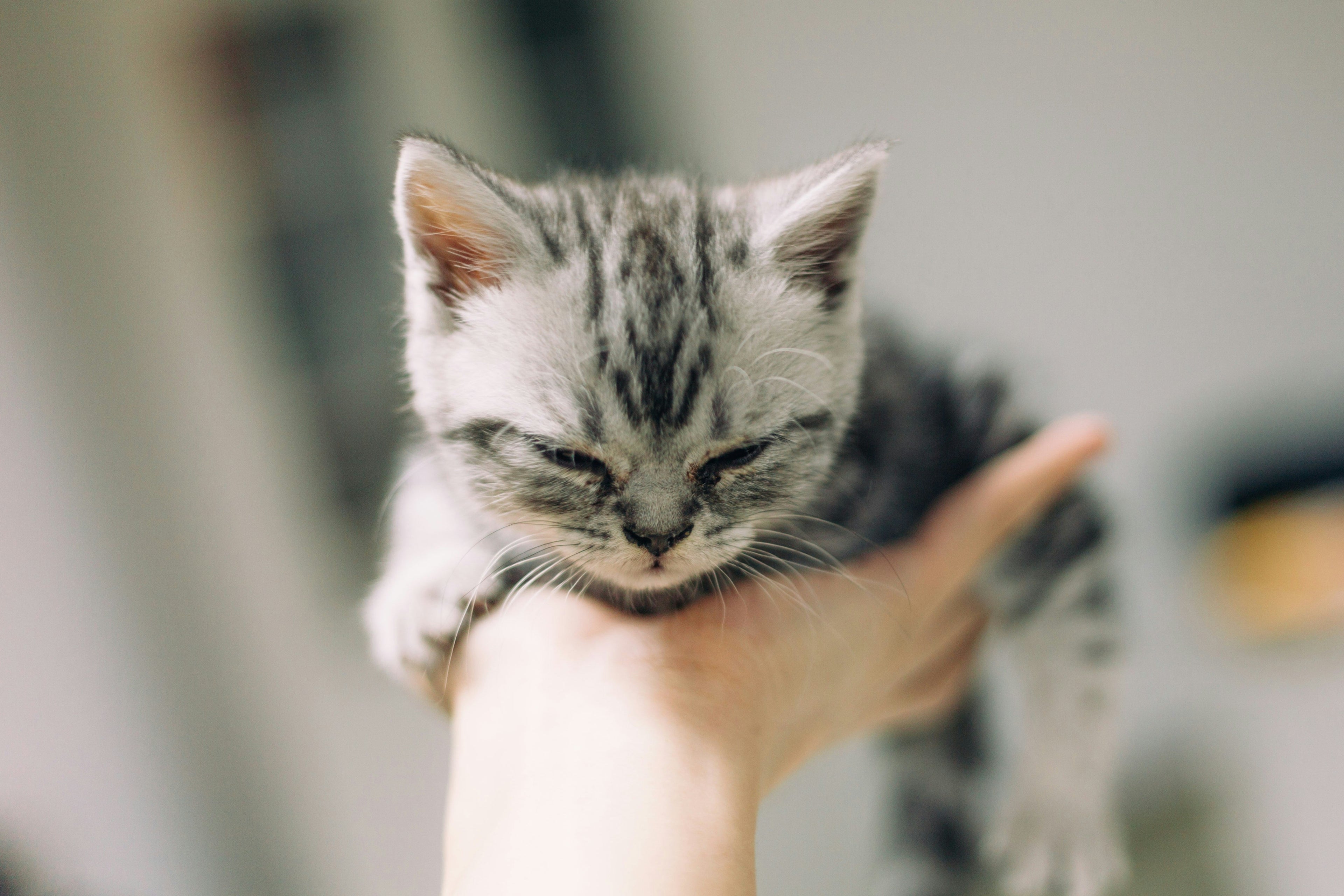 Kitten’s First Vet Visit: Checklist, What to Expect and Cost