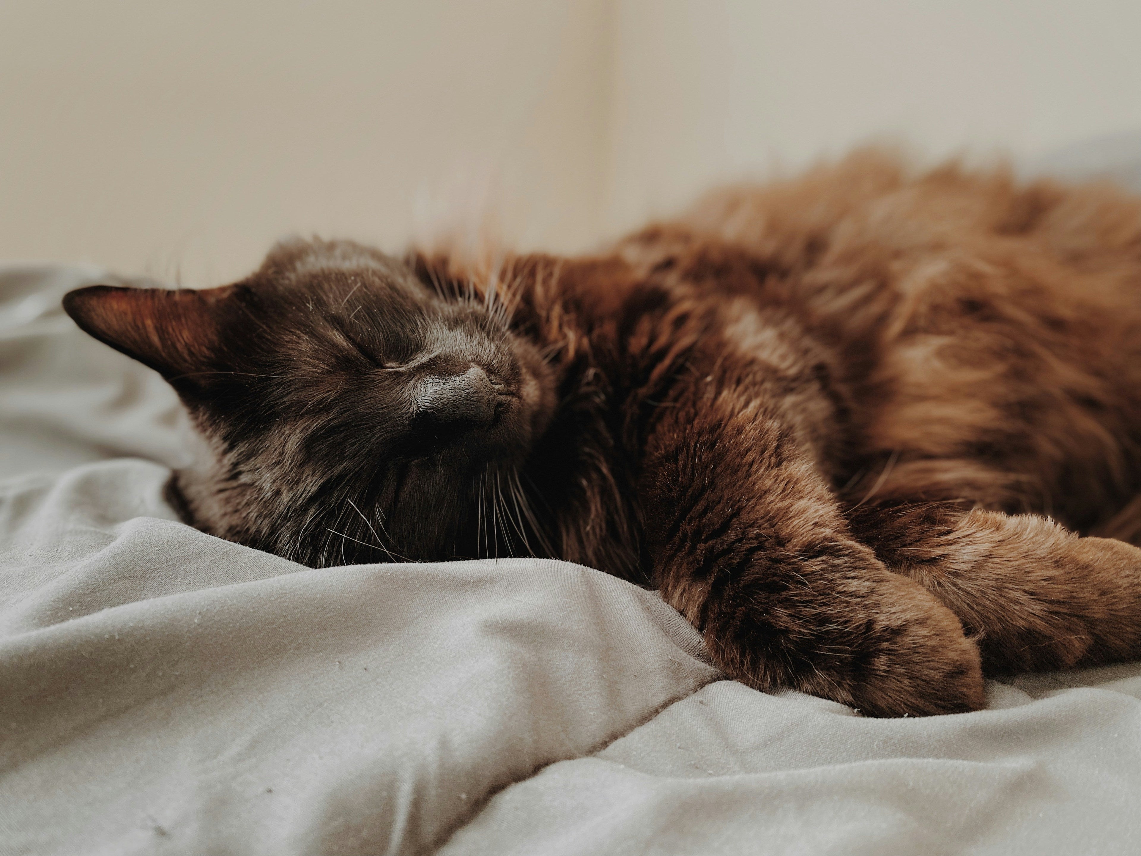 Where Should Your Kitten Sleep at Night?
