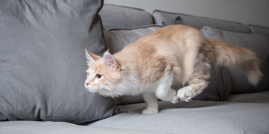 Understanding Kitten Zoomies: Why Kittens Run Around Like Crazy