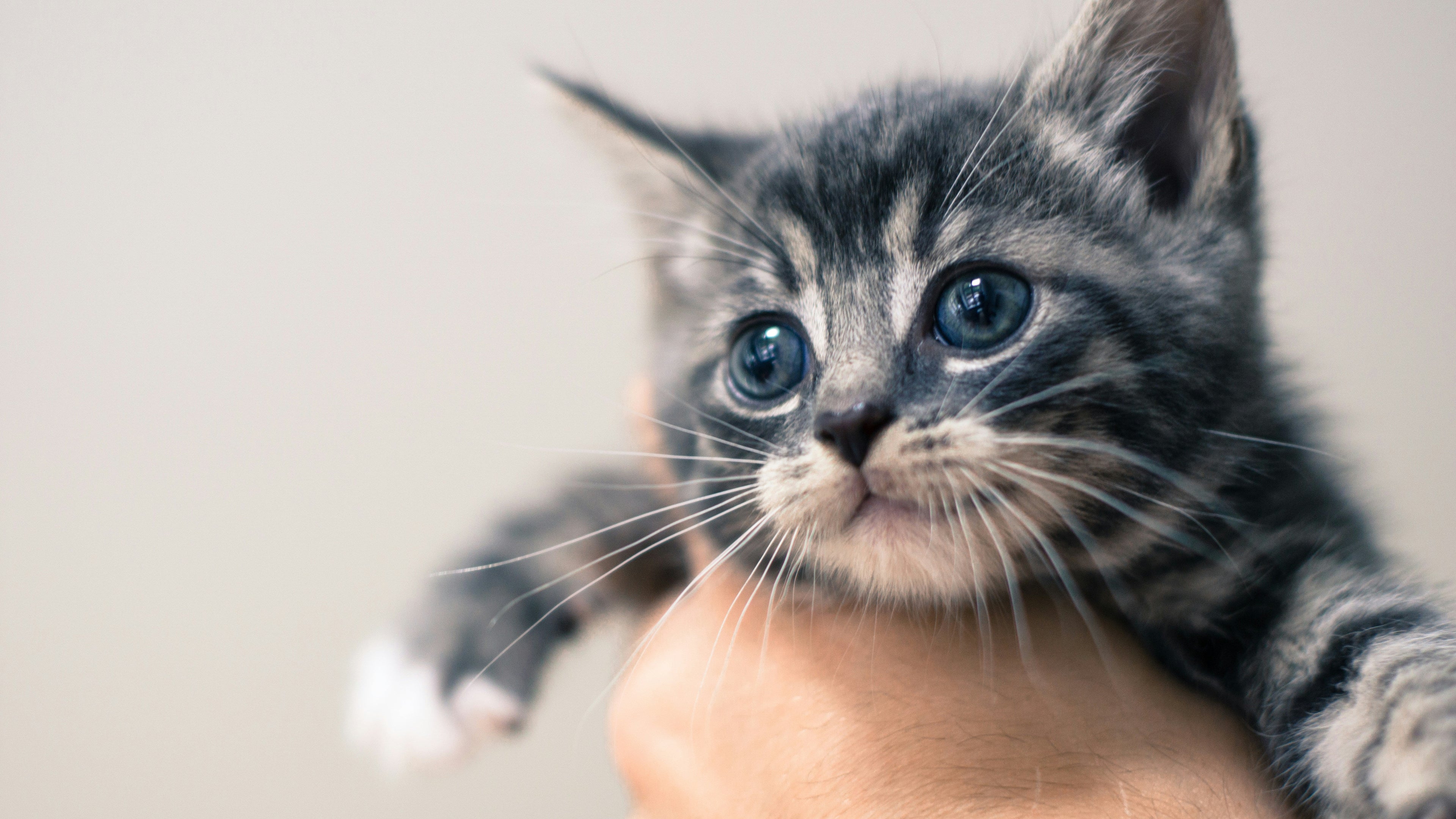 Your Kitten's Vaccination Schedule Explained: A Complete Guide for New Cat Owners