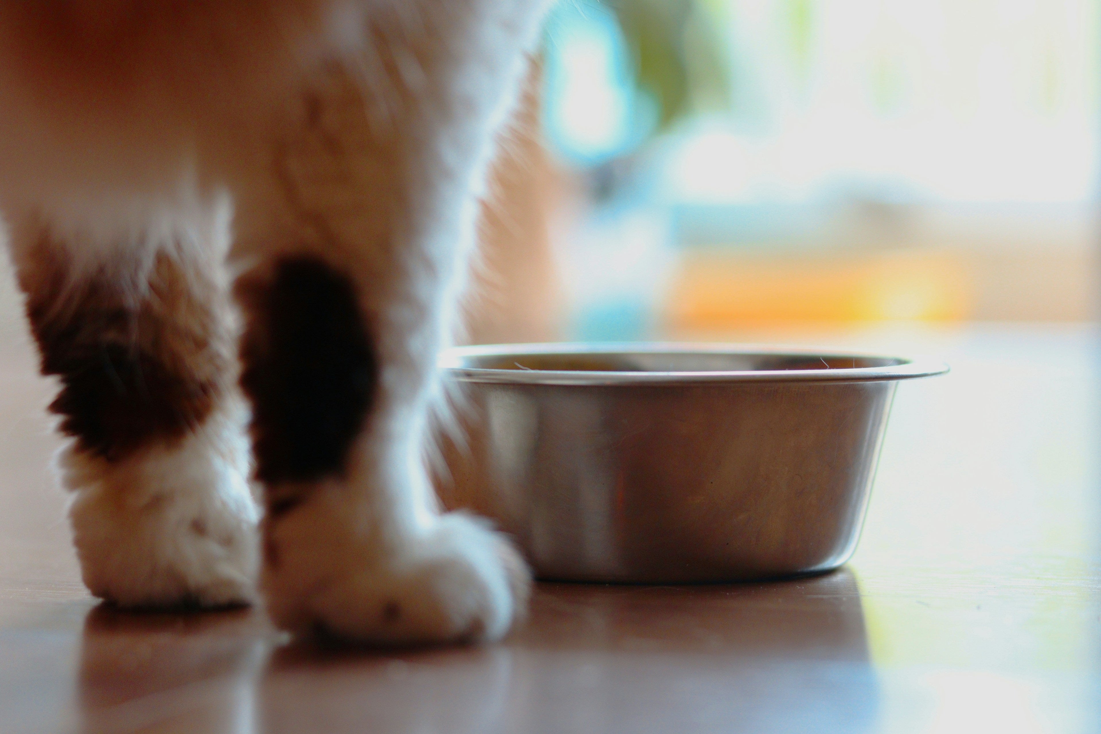 How to Choose the Right Food for Your New Kitten