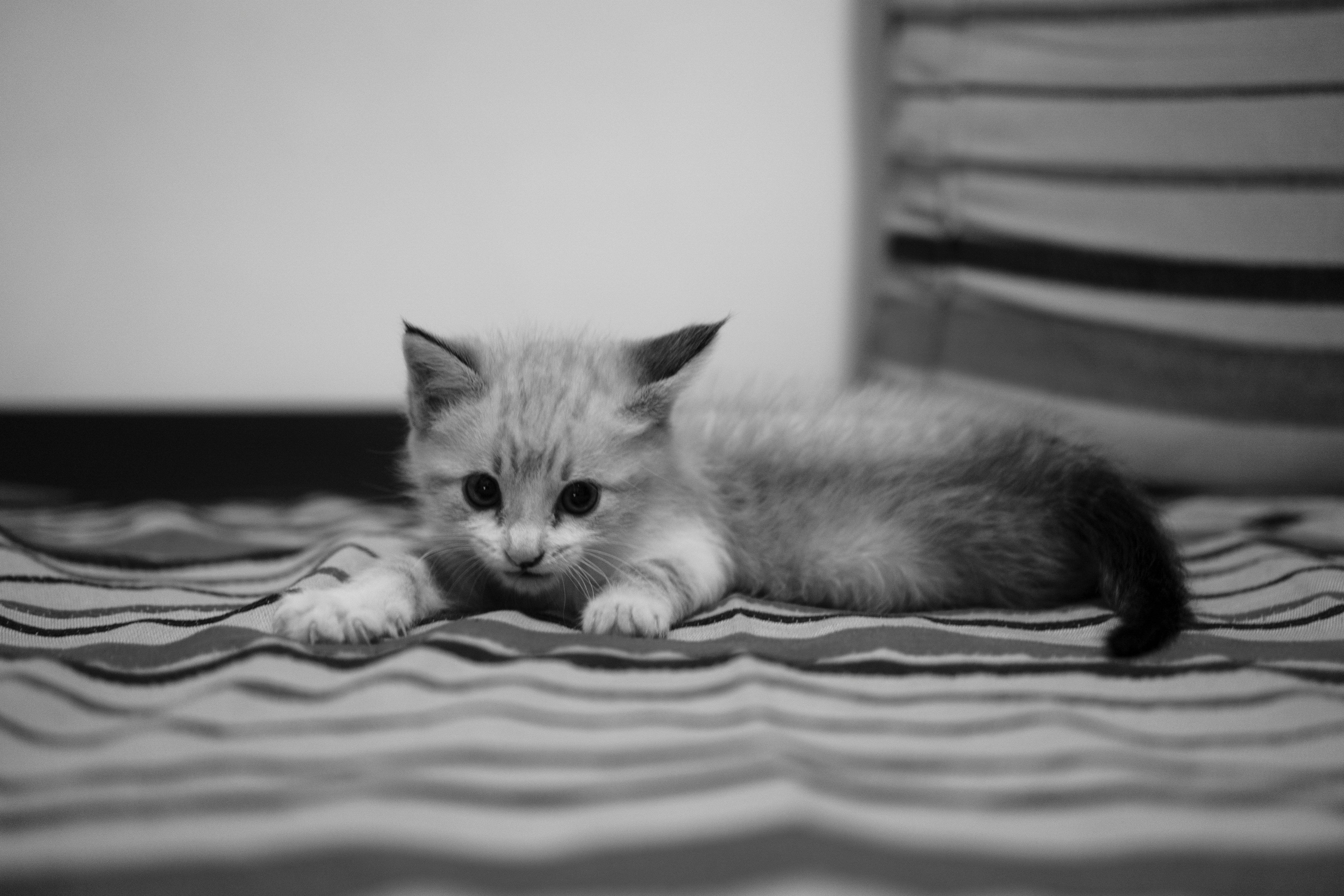 How to Help a Scared Kitten Feel Safe: A Complete Guide for New Cat Owners