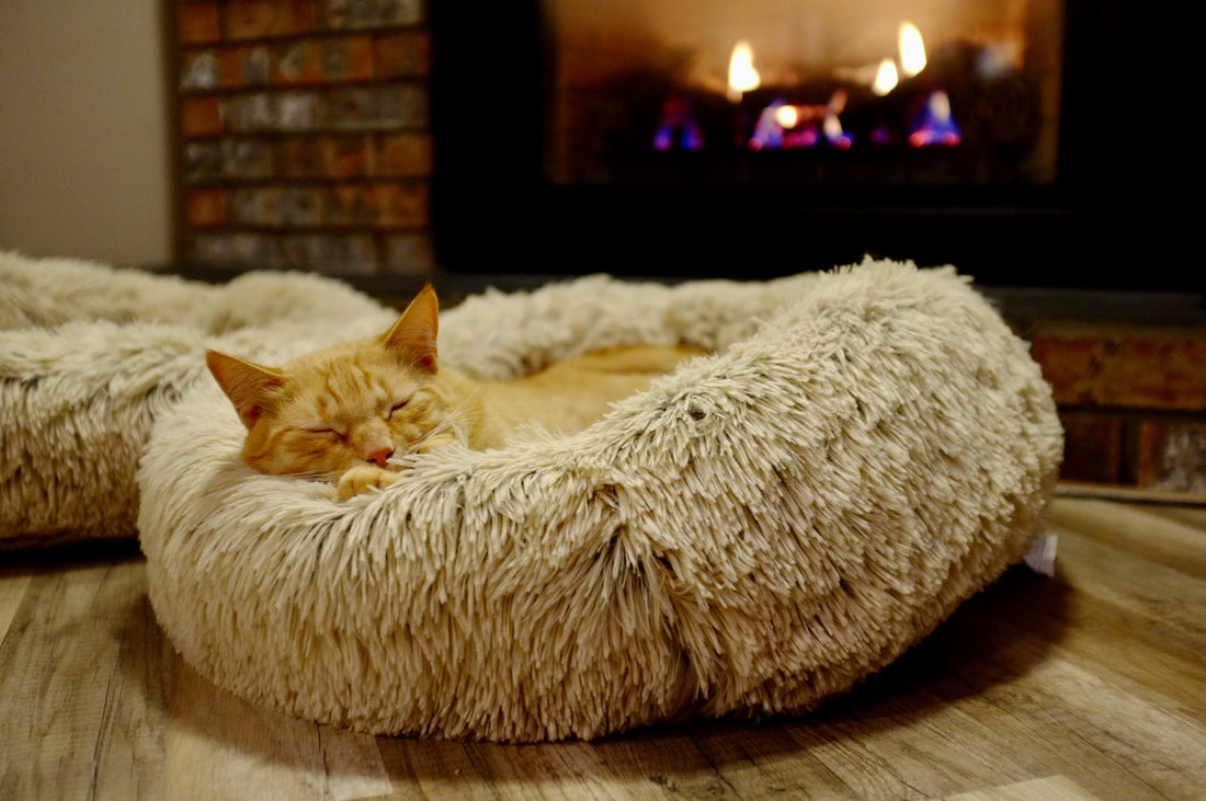 The Best Cat Beds for Growing Kittens: A Complete Buying Guide