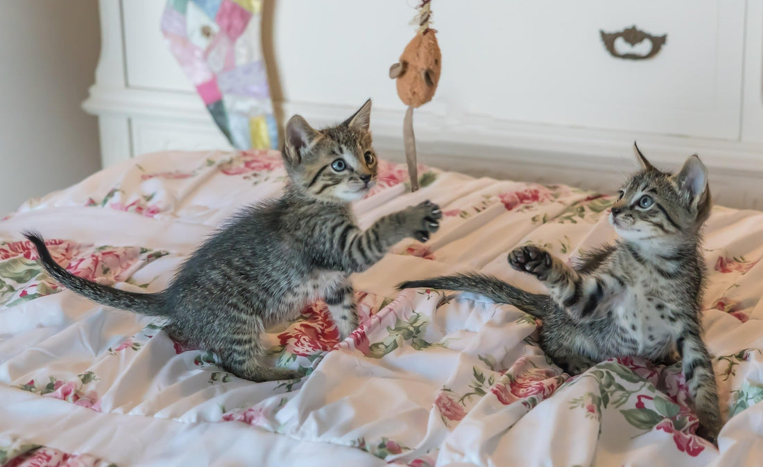 The Ultimate First-Time Kitten Owner Checklist