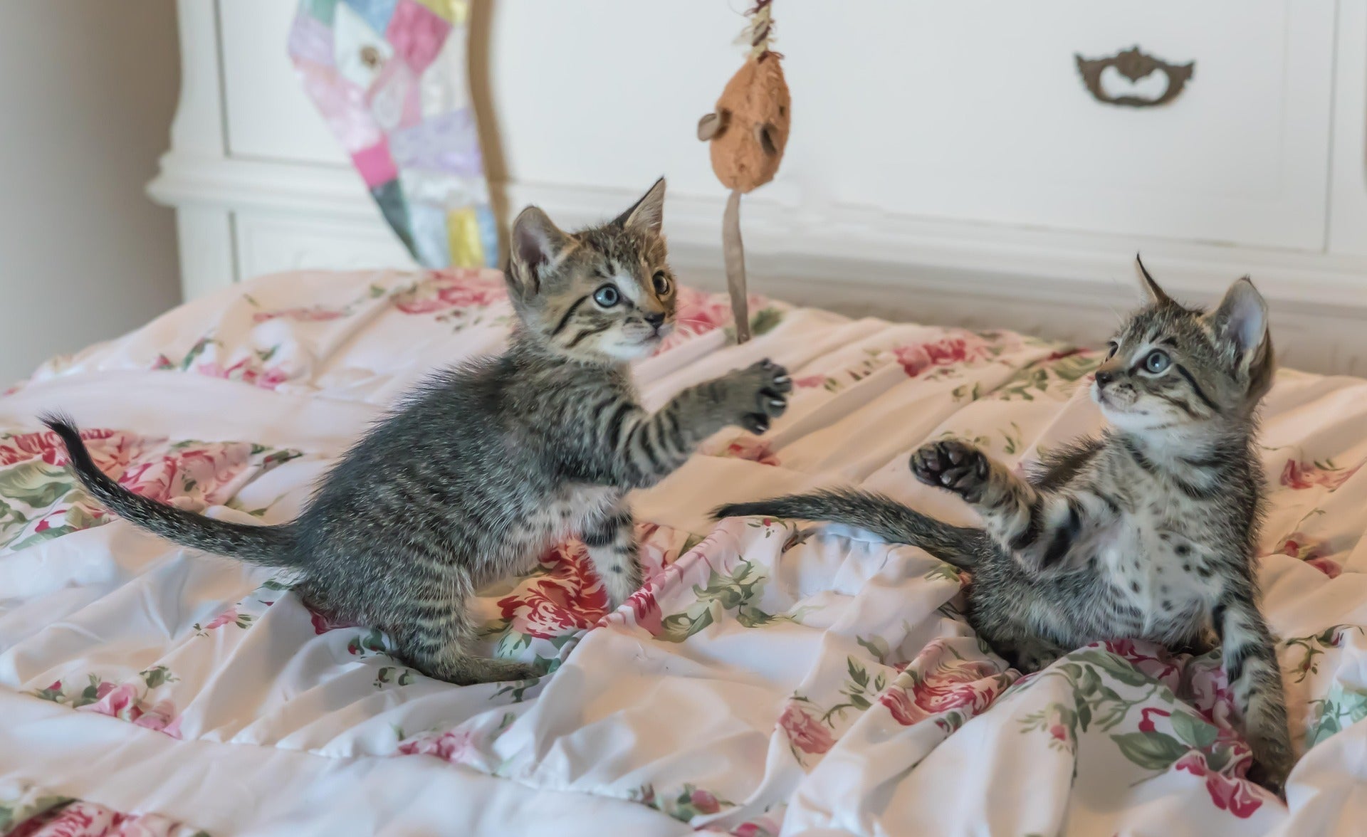 The Ultimate First-Time Kitten Owner Checklist