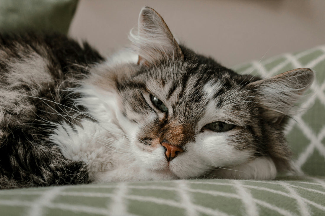 Common Kitten Illnesses Every Owner Should Know