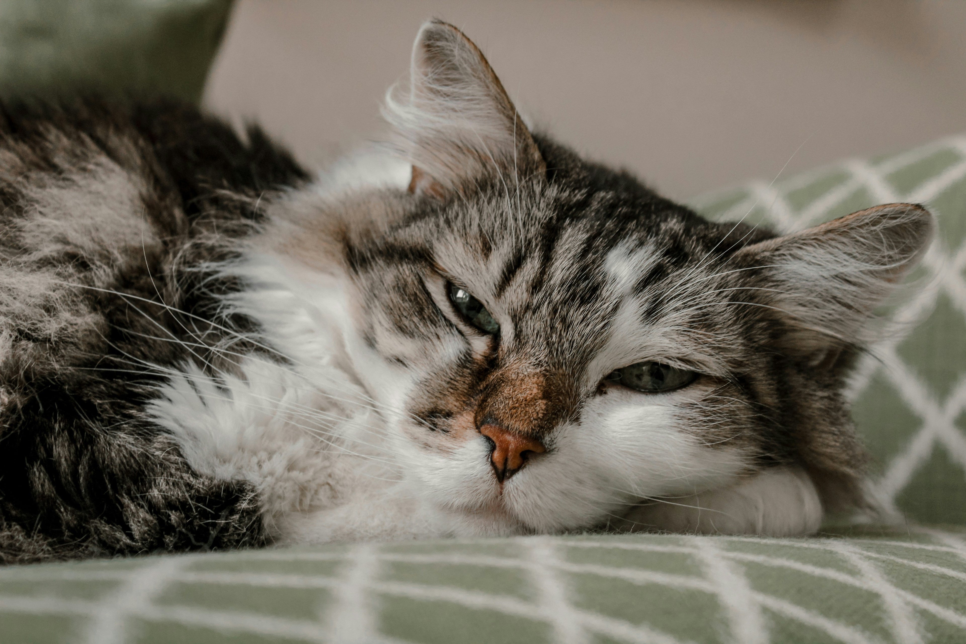 Common Kitten Illnesses Every Owner Should Know