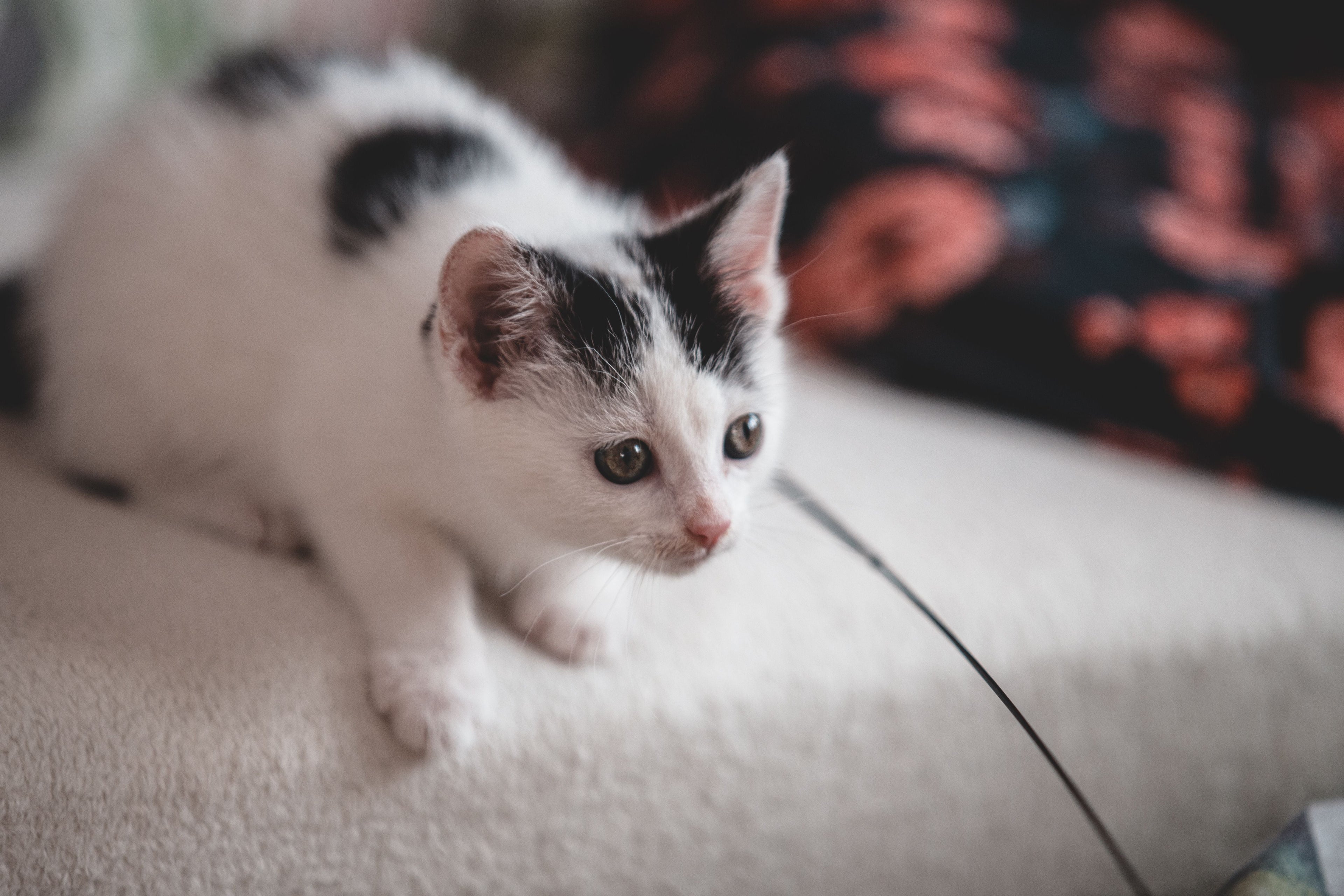 15 Things You Need Before Bringing Home a Kitten