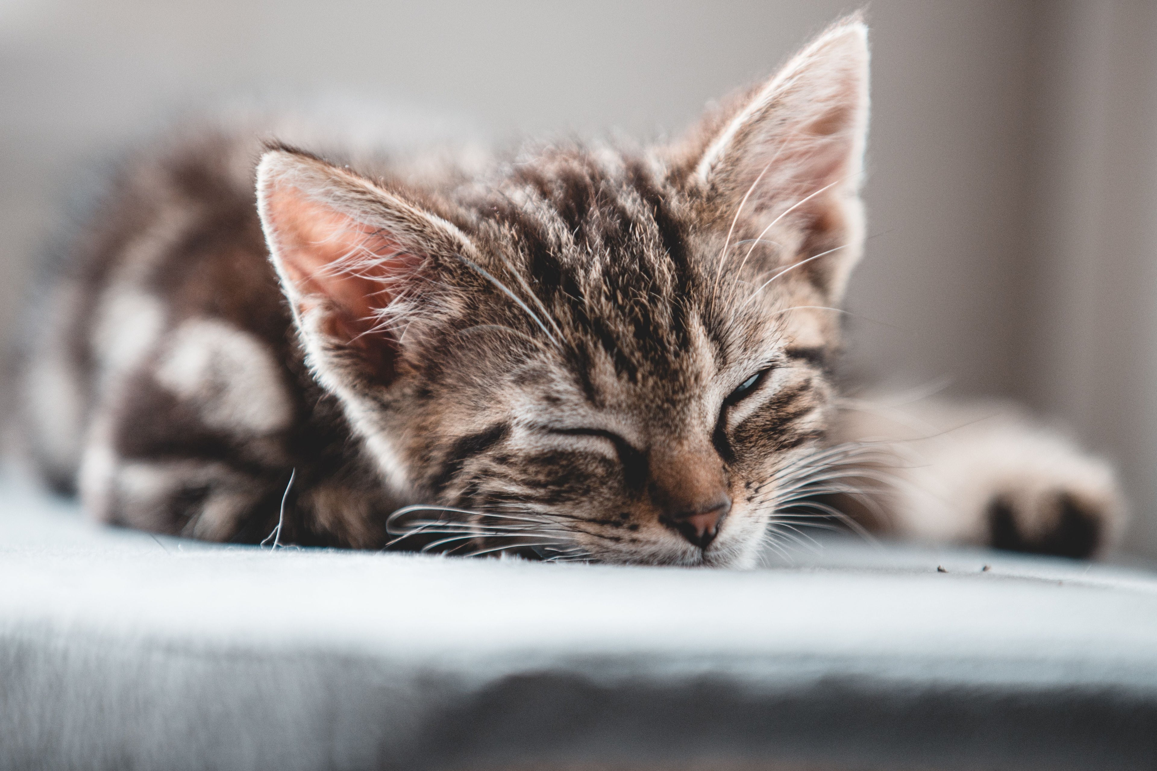 Kitten Has Diarrhea: Causes, Warning Signs, and What to Do