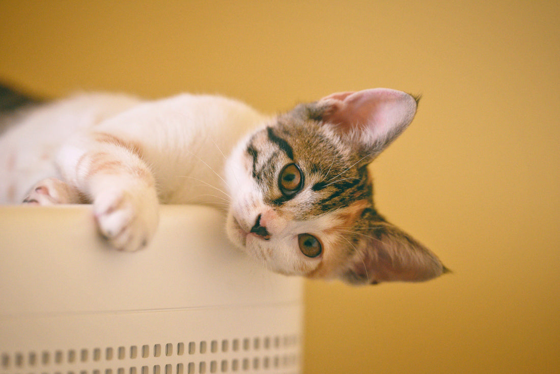Why Is My Kitten Peeing Outside the Litter Box? Causes and Easy Solutions