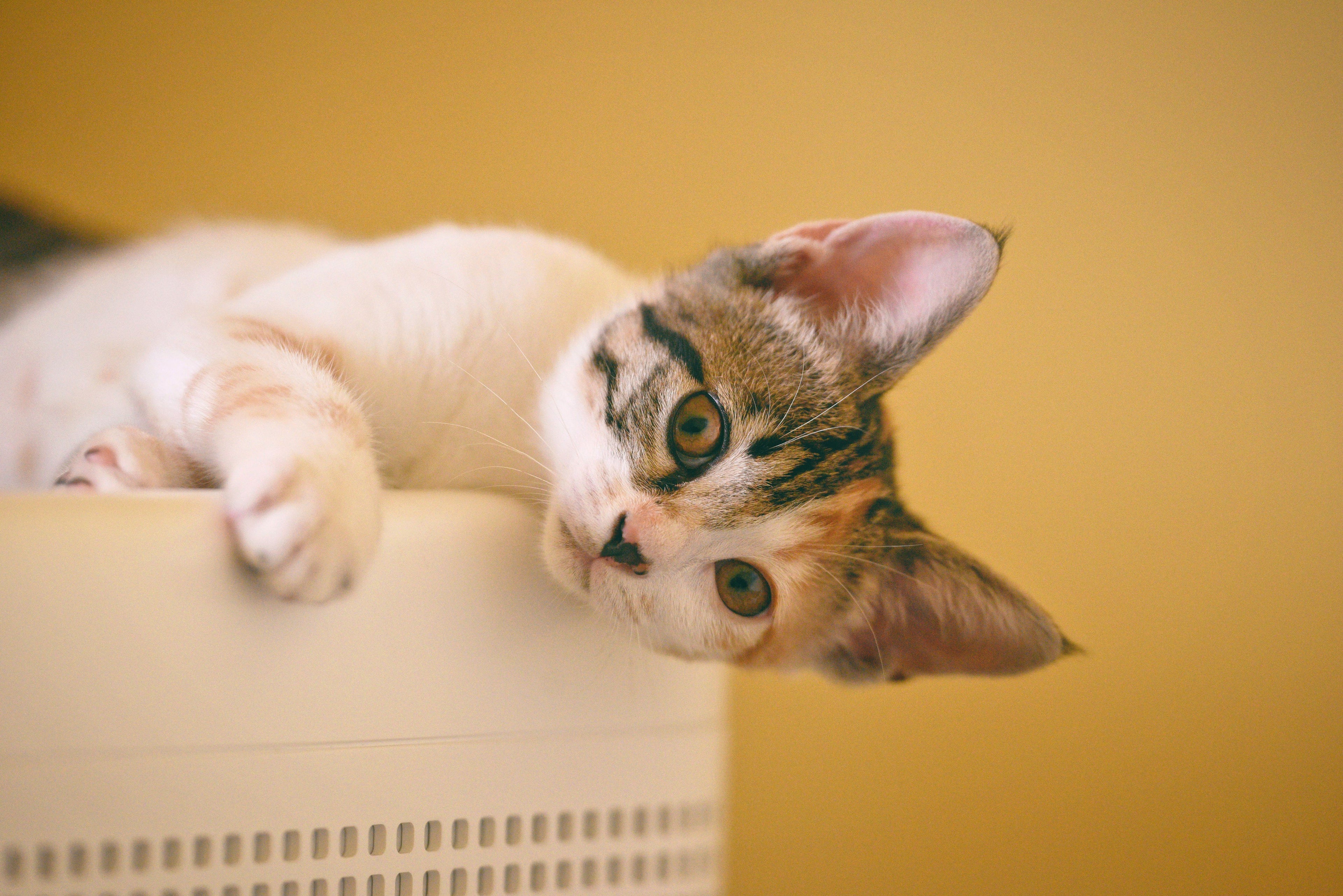 Why Is My Kitten Peeing Outside the Litter Box? Causes and Easy Solutions