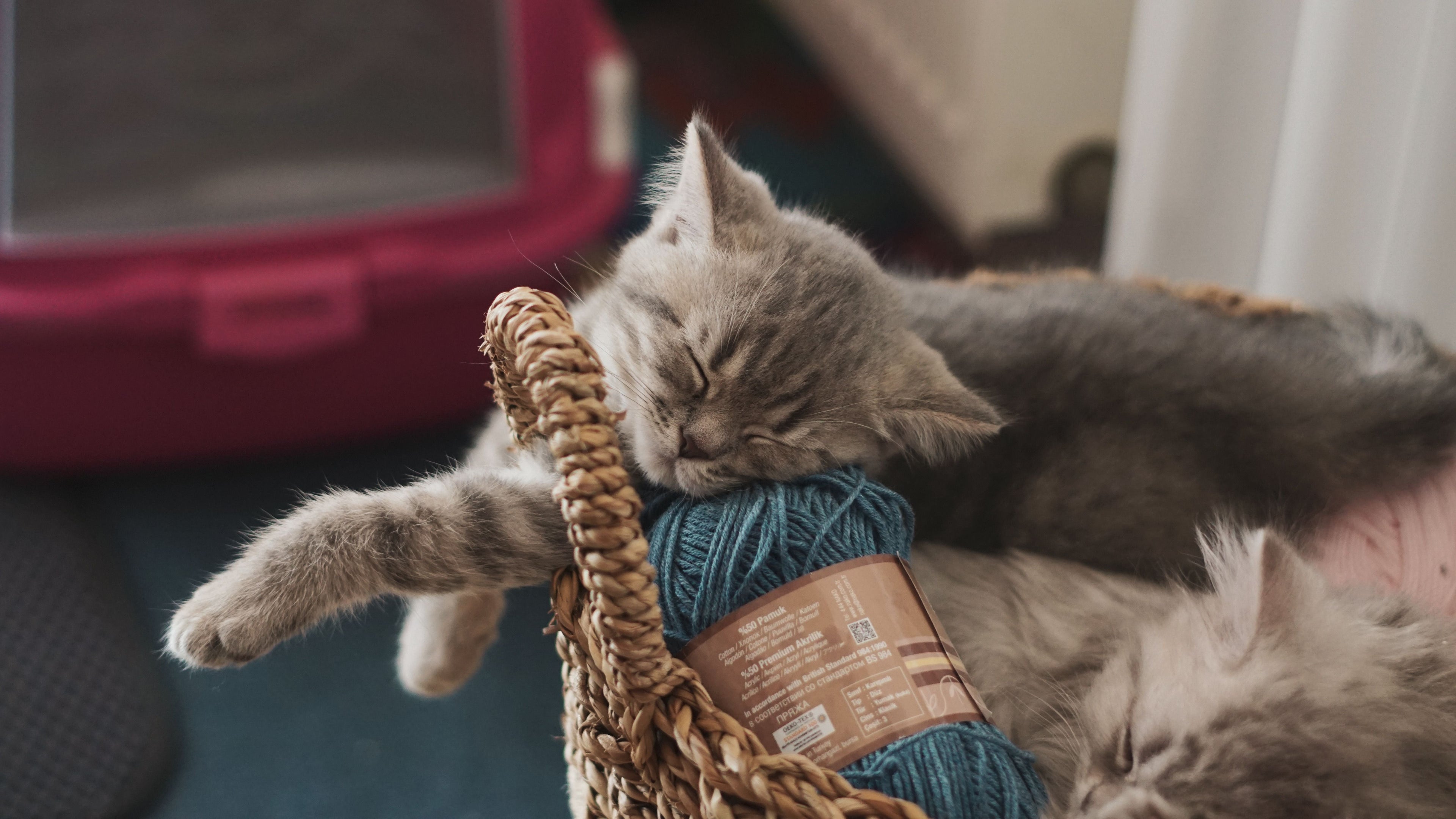 Kitten Sleeping All Day: Is It Normal or Should You Be Worried?