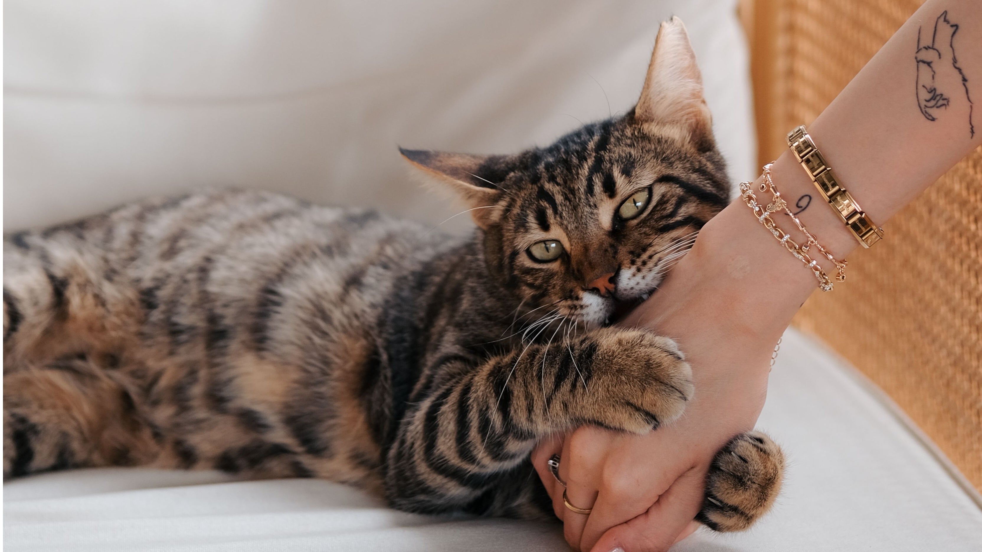 How to Stop a Kitten From Biting: Gentle Training That Really Works