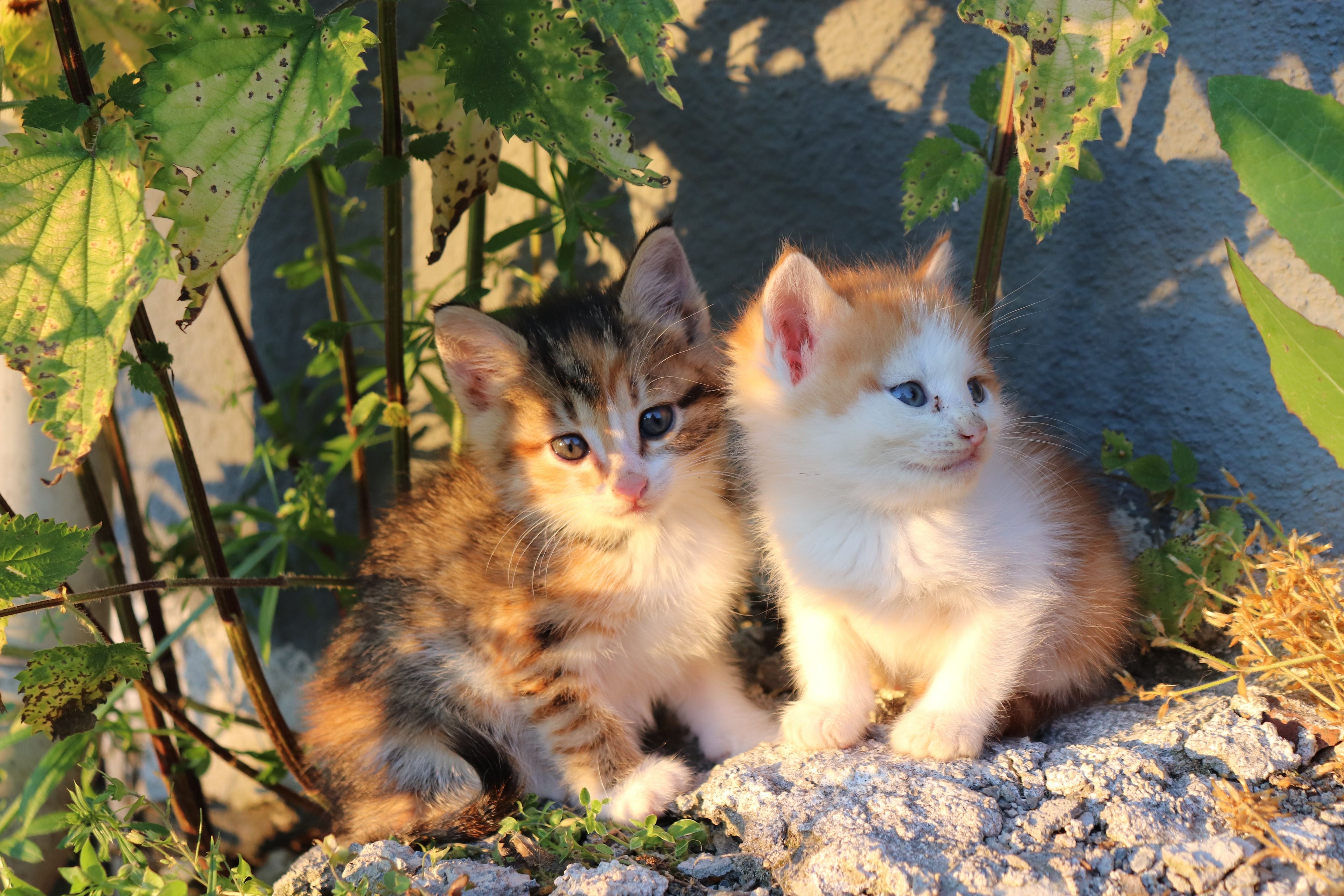 Keeping Your Kitten Safe During Summer: Essential Hot Weather Tips